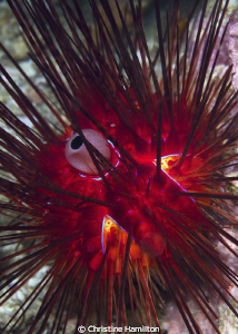 Fire Urchin by Christine Hamilton 